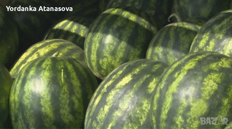 Дини на едро, снимка 1