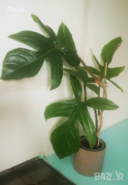 Филодендрон сквамиферум(Philodendron squamiferum) , снимка 1