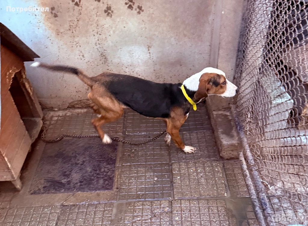 Трицветно гонче, снимка 1