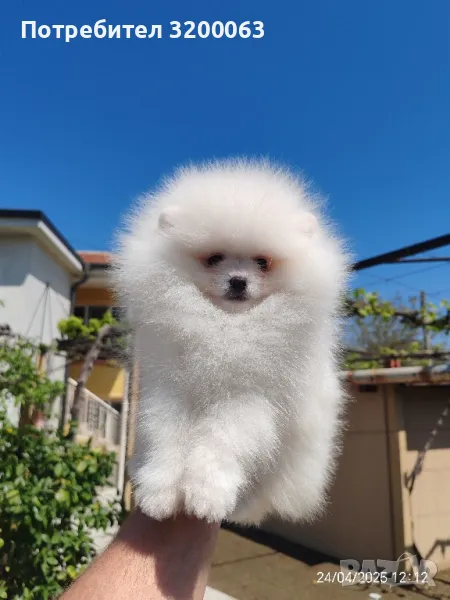 Померан мъжки , снимка 1