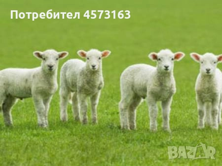 Агнета, снимка 1