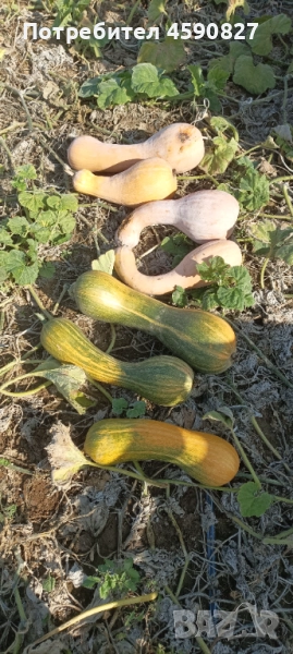 Тикви цигулки за животни, снимка 1