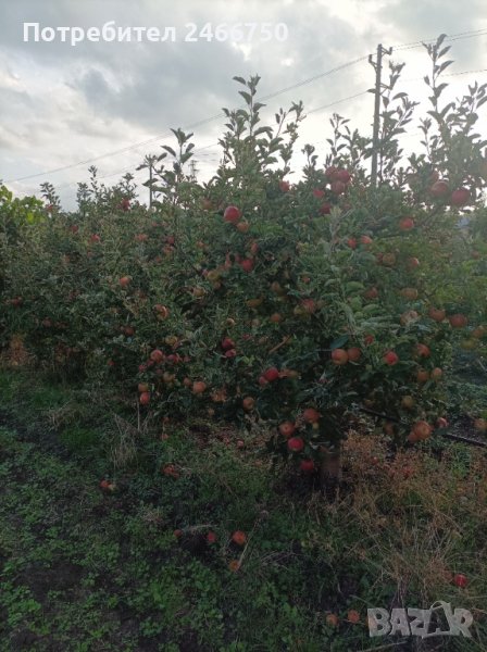 Продавам ябълкова градина, снимка 1