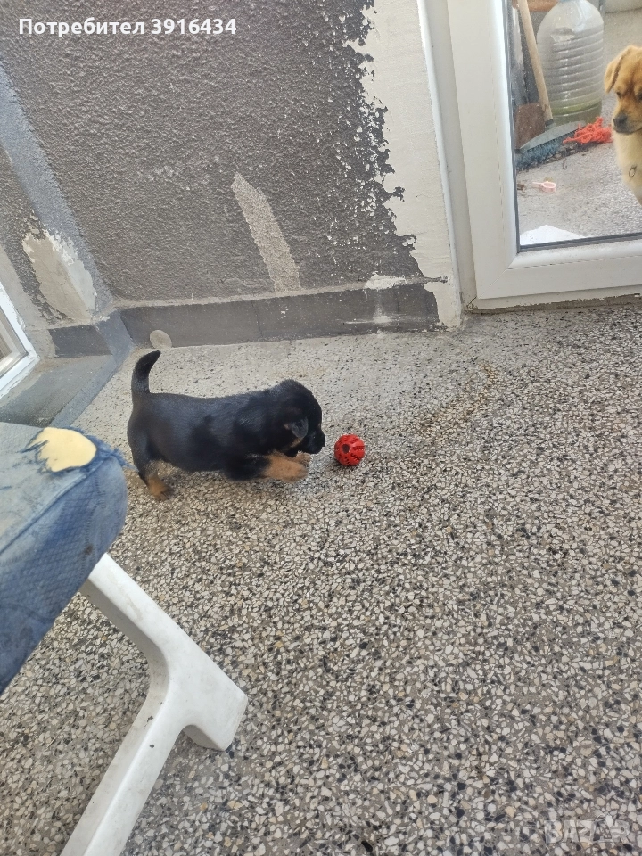 подарява се, снимка 1