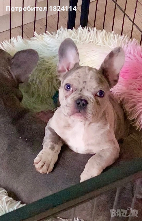 Френски булдог бебе/french bulldog, снимка 1