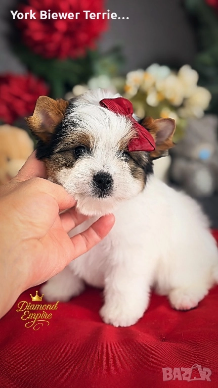 Йоркширски Териер! Страхотни бебета с родословие за деца и възрастни! , снимка 1