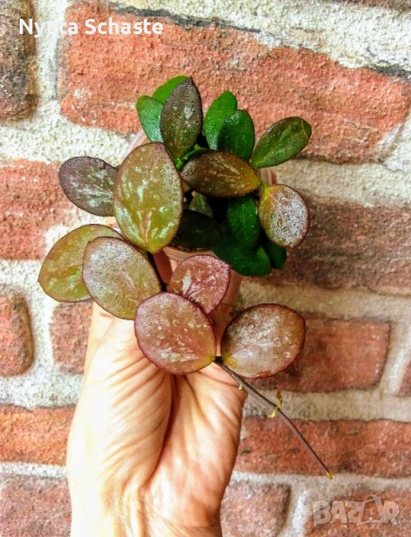 Хоя " sp. IR 26 (Irian Jaya 26) ", снимка 1