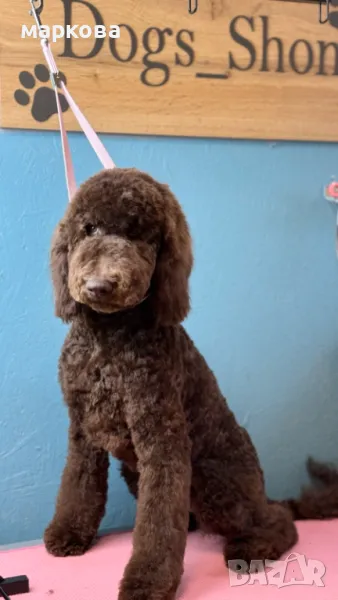 стандартен/Голям кралски/ пудел, снимка 1