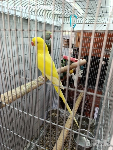 Папагали Малък Александър , снимка 1