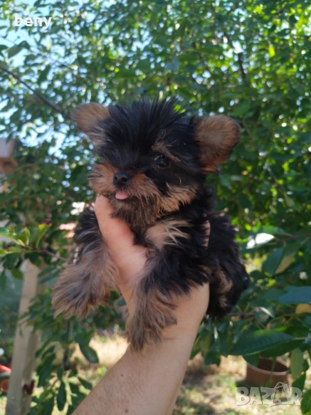 Продавам супер мини Йорки, снимка 1