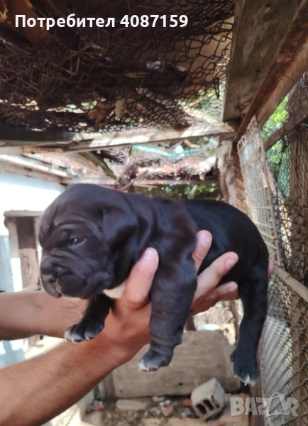 Кучета Кане Корсо , снимка 1