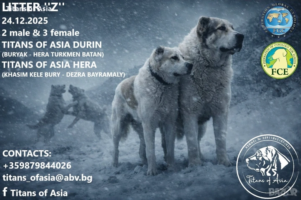 Кученца САО , АЛАБАЙ , Туркменски Вълкодав, снимка 1