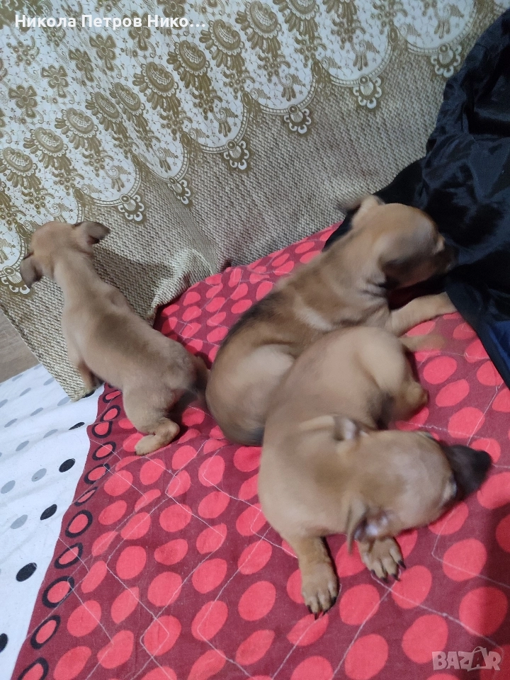 Пинчери , снимка 1