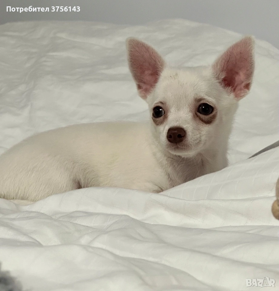 Мини Чихуахуа Момиченце, снимка 1