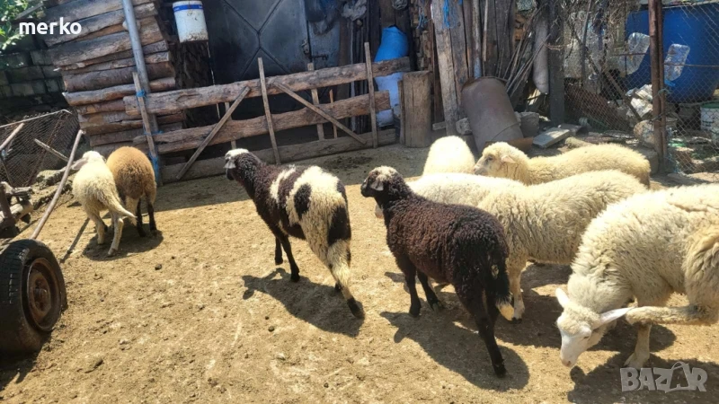 Продавам агнета., снимка 1