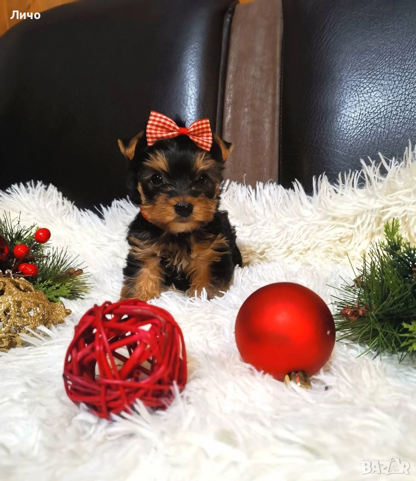 продавам мини йорки , снимка 1