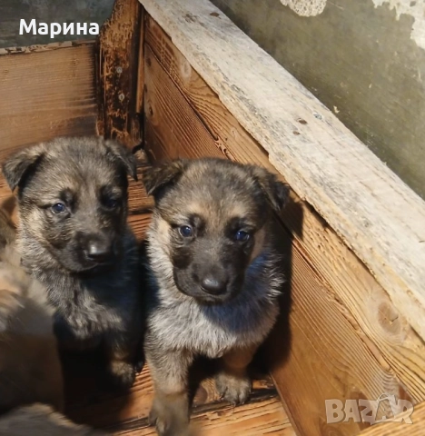 Немски овчарки мъжки и женски, снимка 3 - Немска овчарка - 52669737