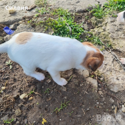 Джак Ръсел -женско кученце, снимка 4 - Джак ръсел териер - 52817100