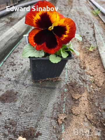 Теменужки с едри цветове, снимка 16 - Градински цветя и растения - 53468468