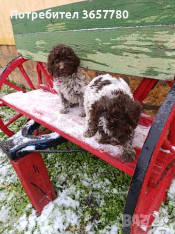 Логото романоел, снимка 6 - Кокер шпаньол - 52895938