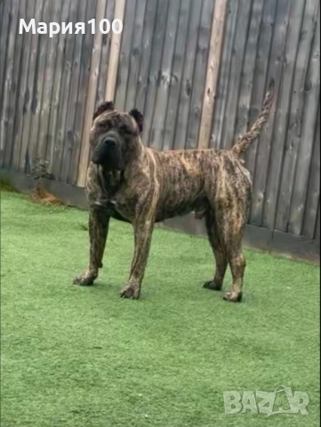 Преса Канарио кученца , снимка 2 - Други - 51673913