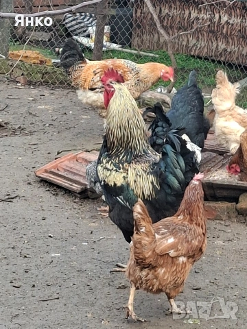 Домашни петли