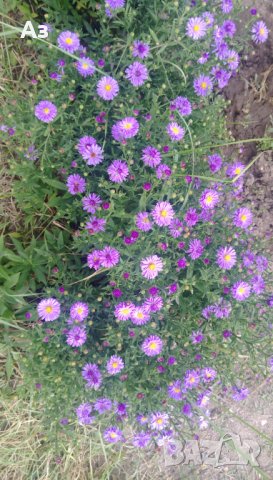 Цветя Астра алпийска – за ранно пролетно засаждане в градината, снимка 8 - Разсади - 41046622