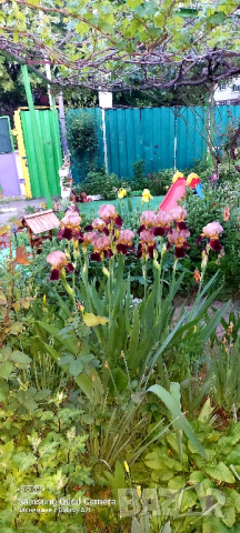 Продавам различни видове Перуники, снимка 2 - Градински цветя и растения - 44752133