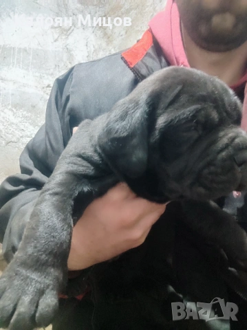 Кане Корсо Puppy, снимка 5 - Кане корсо - 53713101