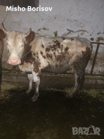 Продавам крави, снимка 2 - Крави - 52886798