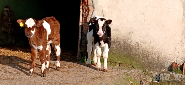 Свободни две Телета