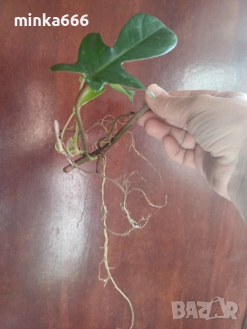 Филодендрон Флорида с корени., снимка 2 - Стайни растения - 52544841