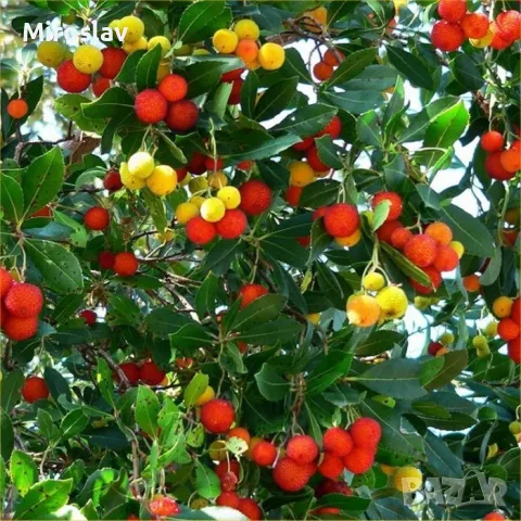 Ягодово дърво/Arbutus unedo (кумарка), снимка 8 - Градински цветя и растения - 49323572