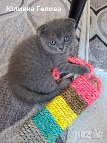 Шотландска клепоуха котка, снимка 2 - Други - 55953270