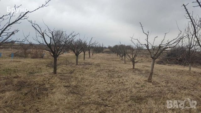 Предлагам резитба на овошки и асми , снимка 8 - Други услуги - 37856910