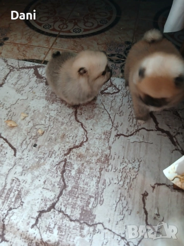 Mini pomeran, снимка 5 - Померан - 53295995