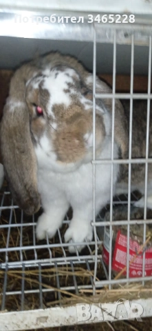 Кочовати зайци, снимка 4 - Други животни - 53248125