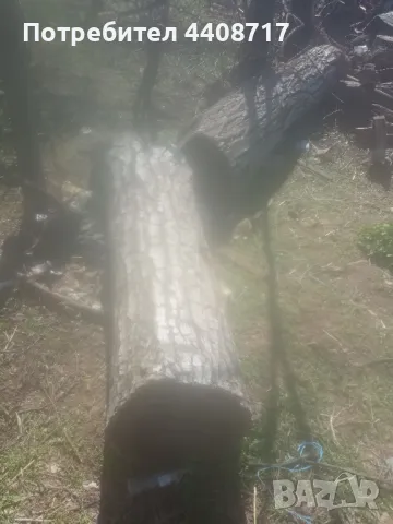 Орех, снимка 3 - Маси - 49603291