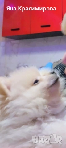 Мини шпиц померан , снимка 3 - Померан - 52877866