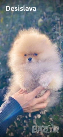 Мини померан, снимка 3 - Померан - 53540978