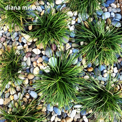 Офиопогон зелен, Ophiopogon japonicus, вечнозелен, студоустойчив, снимка 1