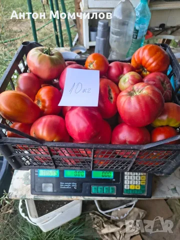 Продавам вкусни домати, снимка 8 - Домашни продукти - 55884872
