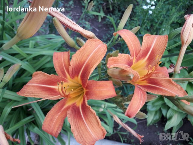 Хемерокалис