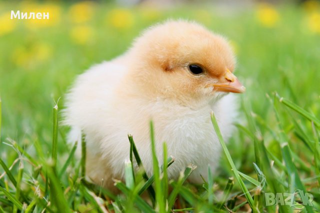 пилета финишер 2-2