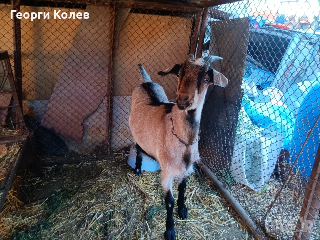 Продавам един пръч и ярета, снимка 6 - Кози - 56362532