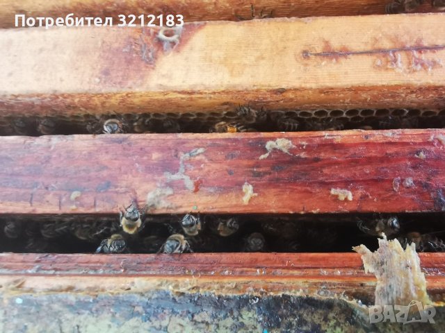 Кошери с пчели , снимка 3 - Други животни - 40992776
