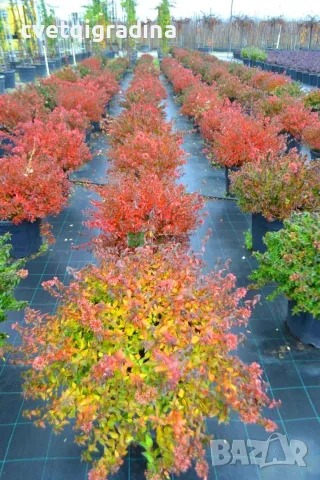 Abelia × grandiflora ‘Prostrata’, снимка 2 - Градински цветя и растения - 55816612
