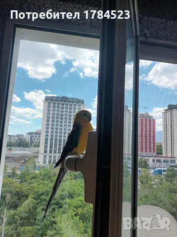 Поен мъжки папагал , снимка 8 - Папагали - 55725749