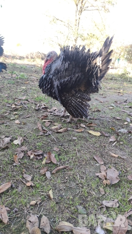 продавам пуйки 15лв килограма, снимка 6 - Кокошки и пуйки - 52826658