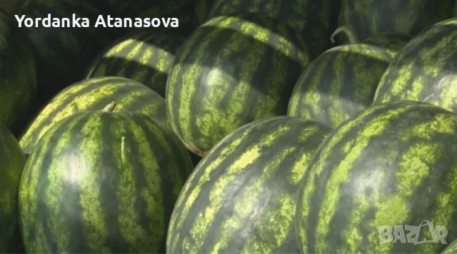 Дини на едро